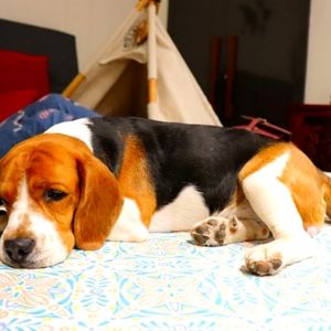 Meet your Posher, Unnu